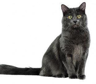 Nebelung 